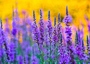 《最终幻想7核心危机：重聚》12月份发售 登陆全平台